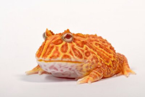 Fototapeta albinos, Pacman, kolorowy, pomarańczowy, żaba