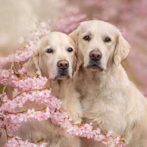 Fototapeta pies, aporter, labrador, pieszczoch, zwierzęcy