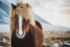 Fototapeta Islandia, koń, portret, podróżować, zwierzęcy