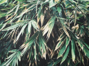 Fototapeta Zieleń piękno, drewno, tło, charakter, na wolnym powietrzu