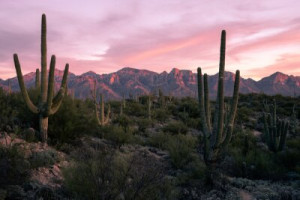 Fototapeta Arizona, kaktus, krajobraz, pustynia, góra