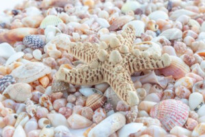 Fototapeta rozgwiazda, morze, powłoka, plaża, muszla