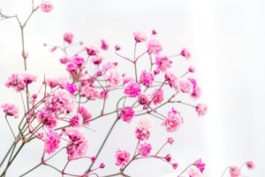 Fototapeta Gypsophila, różowy, kwiat, kwitnący, zbliżenie
