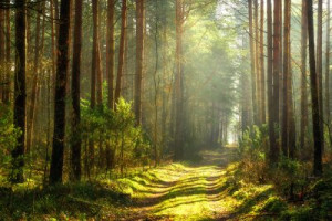 Fototapeta Las park, wiosna, tło, kraj, spokojny