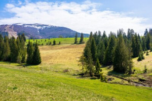 Fototapeta krajobraz, łąka, las, góra, pagórek