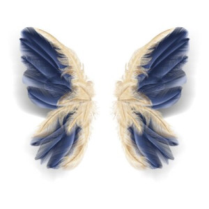Fototapeta motyl, pióro, niebieski, złoto, miłość