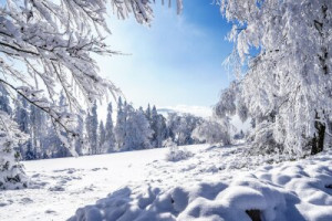 Fototapeta śnieg, zima, las, drzewo, krajobraz