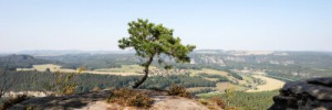 Fototapeta panorama, panoramiczne, sosna, wolny, Saksonia