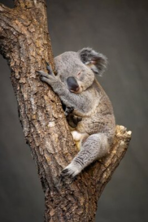 Fototapeta koala, zwierzęcy, drzewo, Australia, wiewiórka