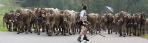 Fototapeta chłopak, flock, zwyczaj, ubierać, krowa