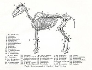 Fototapeta szkielet, anatomia, koń, zwierzęcy, Meyer