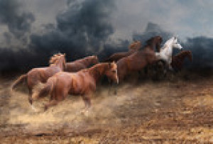 Fototapeta czerwony, koń, biały, wiele, chmura