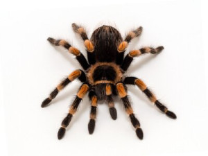 Fototapeta pająk, tarantula, zwierzęcy, odizolowany, pajęczak