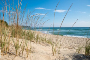 Fototapeta plaża, trawa, morze, piasek, wydma