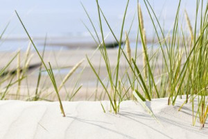 Fototapeta trawa, plaża, Niemiecki, wydma, morze Północne