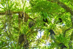 Fototapeta Afryka, Madagaskar, Rainforest, amazonka, Ameryka