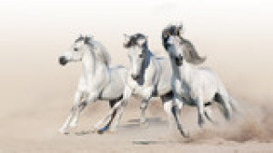 Fototapeta koń, pustynia, arabski, biały, galop