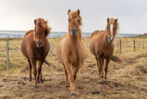 Fototapeta wyspa, Islandia, kucyk, śmieszne zwierzęta, grzywka