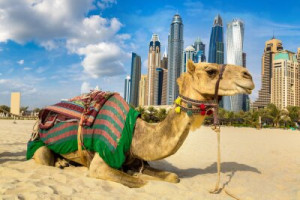Fototapeta Dubai, wielbłąd, emirat, plaża, Arab