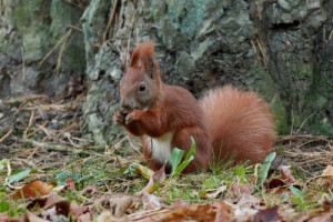Fototapeta zwierzęcy, ssak, fauna, dziki, przyrody