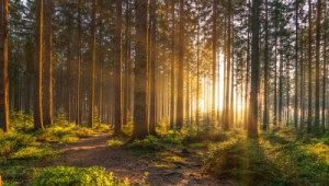 Fototapeta Wschód słońca las, drzewo, rano, zmierzch, jesień