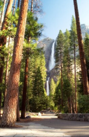 Fototapeta Park Narodowy Yosemite, ca, wodospad, drzewo, california