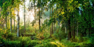 Fototapeta Las charakter, zielony, świeży, naturalny, las
