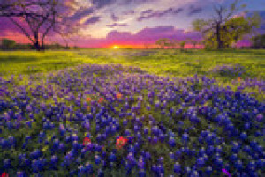 Fototapeta flora, purpurowy, zielony, naturalny, liść