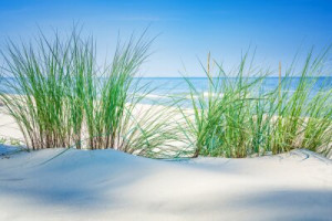 Fototapeta plaża, trawa, morze, zielony, wydma
