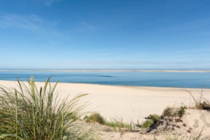Fototapeta Arcachon, dorzecze, jagoda, Gironde, Aquitaine