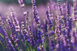 Fototapeta lavandula, kwiat, makro, wiecheć, charakter