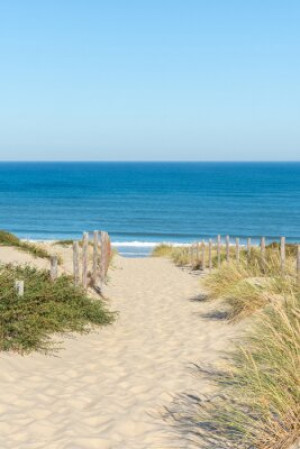 Fototapeta Arcachon, dorzecze, jagoda, Gironde, Aquitaine