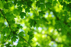 Fototapeta zielony, liść, wiosna, naturalny, zamazany
