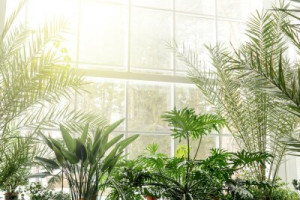 Fototapeta ogród, botaniczny, roślina, charakter, zrównoważony
