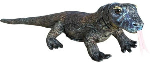 Waran z Komodo 70cm