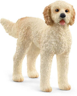 Pies rasy Goldendoodle 13939