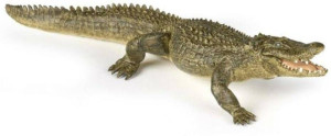 Aligator