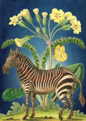 Karnet. Zebra