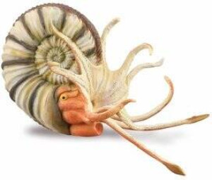 Ammonite