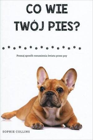 Co wie Twój pies? Poznaj sposób rozumienia świata przez psy