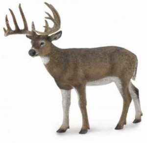 White-Tailed Deer