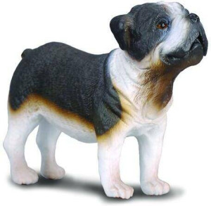 Pies buldog