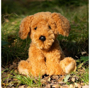 Pies Cockapoo