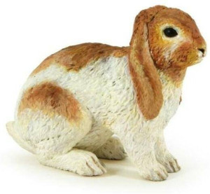 Królik Holland Lop