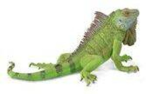 Iguana