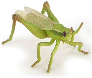 Konik polny