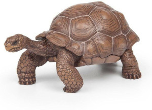 Żółw z Galapagos