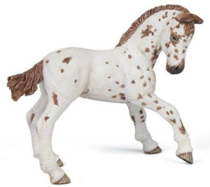 Żrebię Appaloosa