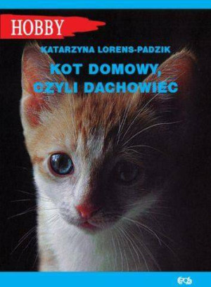 Kot domowy czyli dachowiec