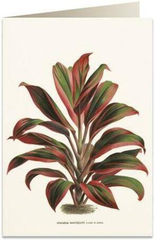 Karnet B6 + koperta: Dracena czerwono-zielona